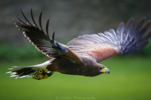 Ebony the Harris Hawk  (explored)